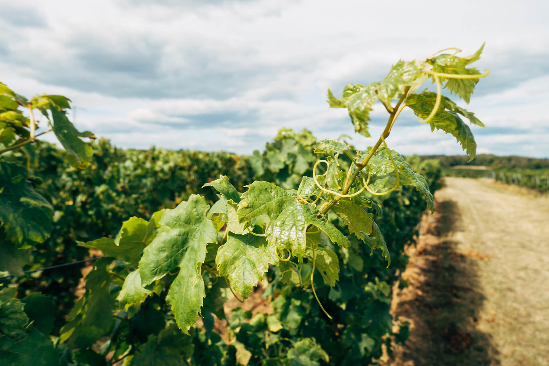 The Secrets of Winemaking